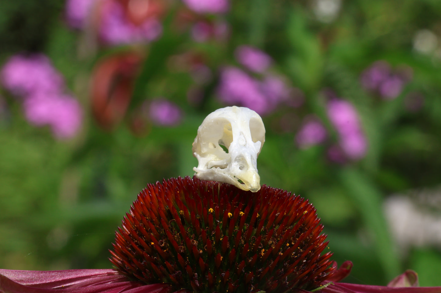 Reserved for Amber - Baby Chick Skulls