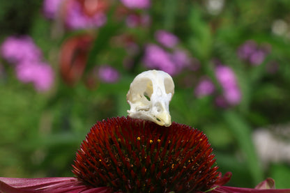 Reserved for Amber - Baby Chick Skulls