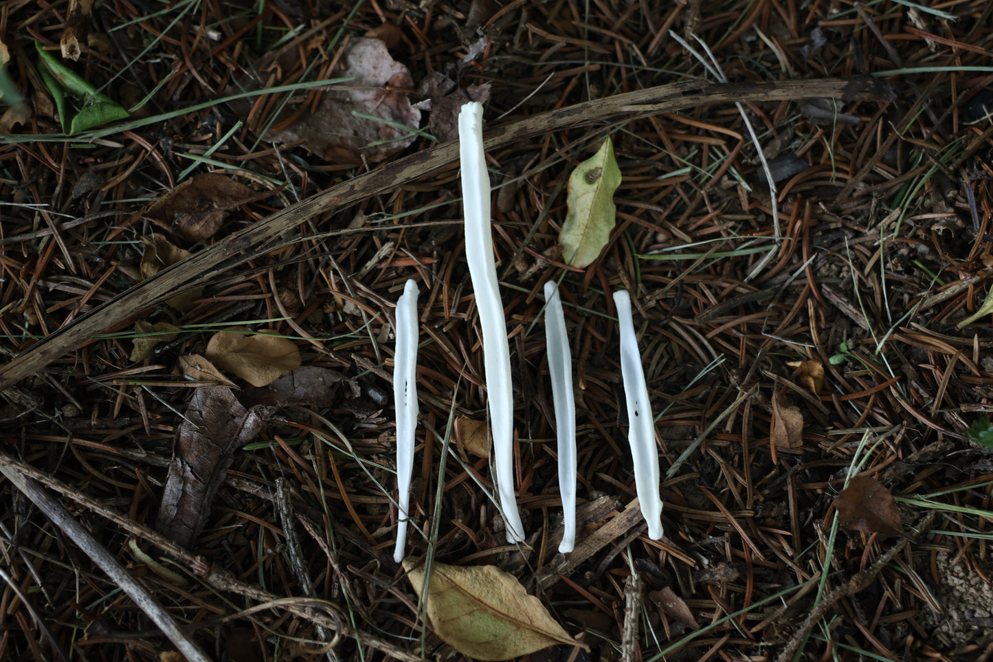 Reserved for Amber - Red Fox and Coyote Baculum