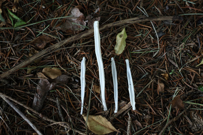 Reserved for Amber - Red Fox and Coyote Baculum