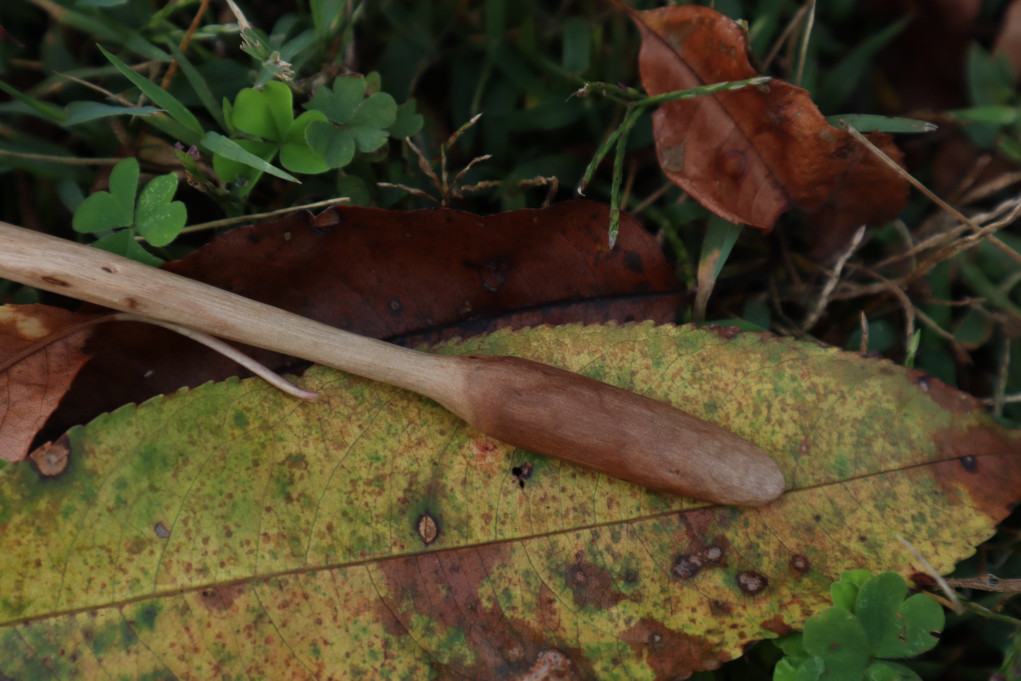 Black Walnut and Bobcat Humerus Offering Spoon