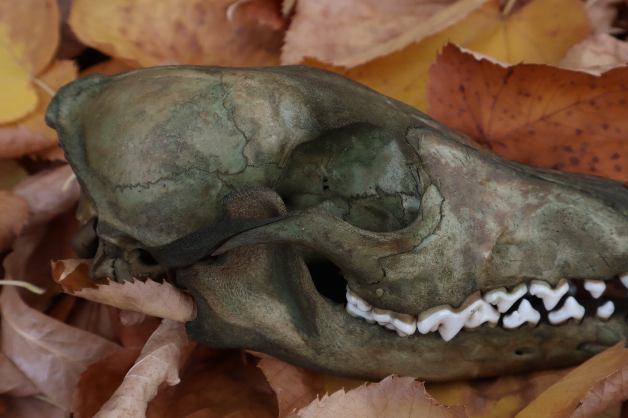 Reserved for Devyn - Ancient Grove Coyote Skull