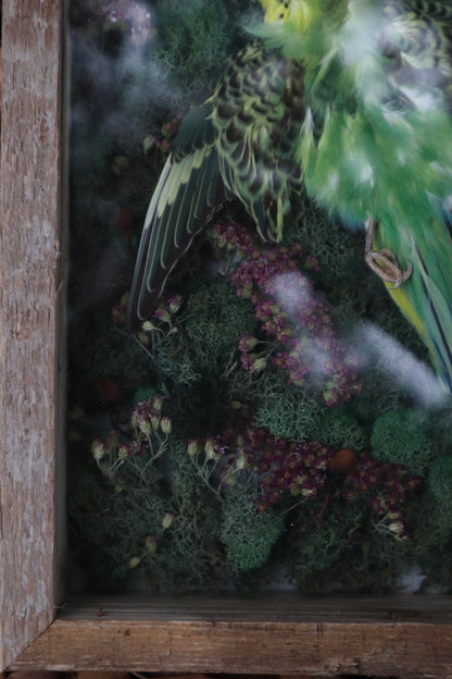 Reserved for Erin - Grove of the Ancients - Dry Preserved Parakeet