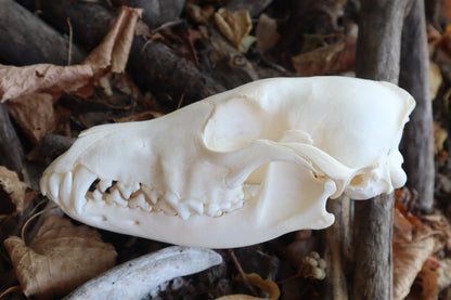 Reserved for Amberley - Coyote Skull