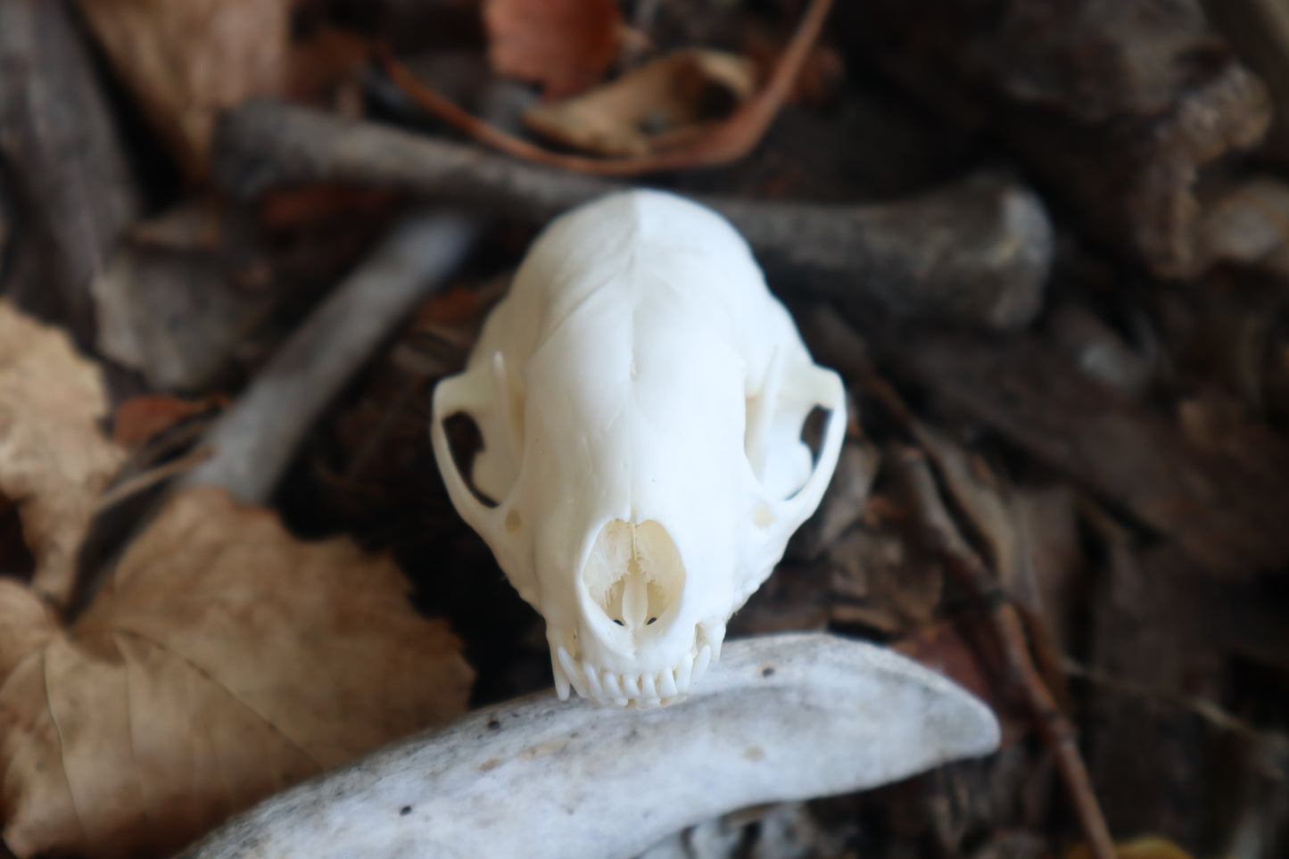 Reserved for Danielle - Striped Skunk Skull