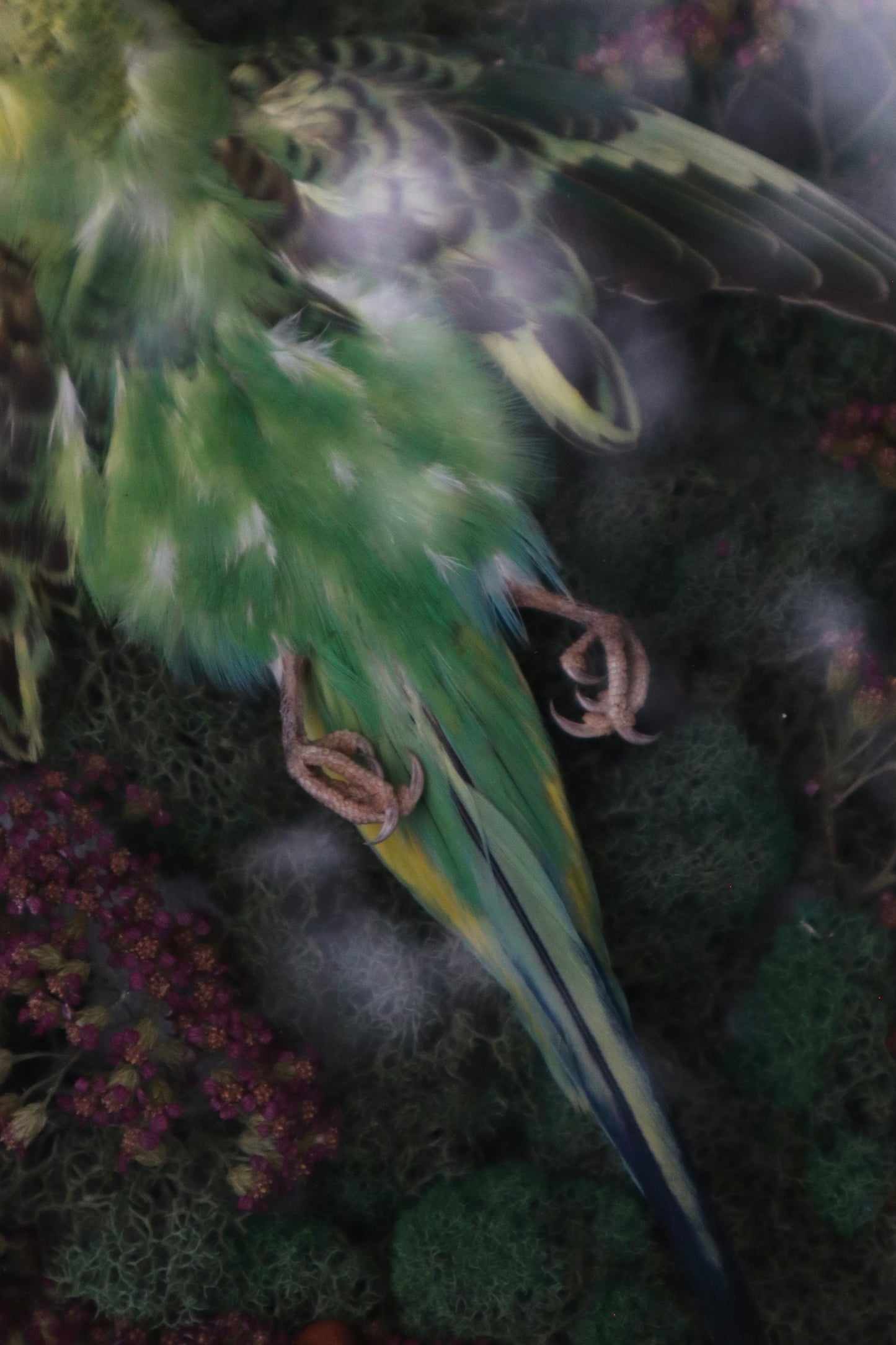 Reserved for Erin - Grove of the Ancients - Dry Preserved Parakeet