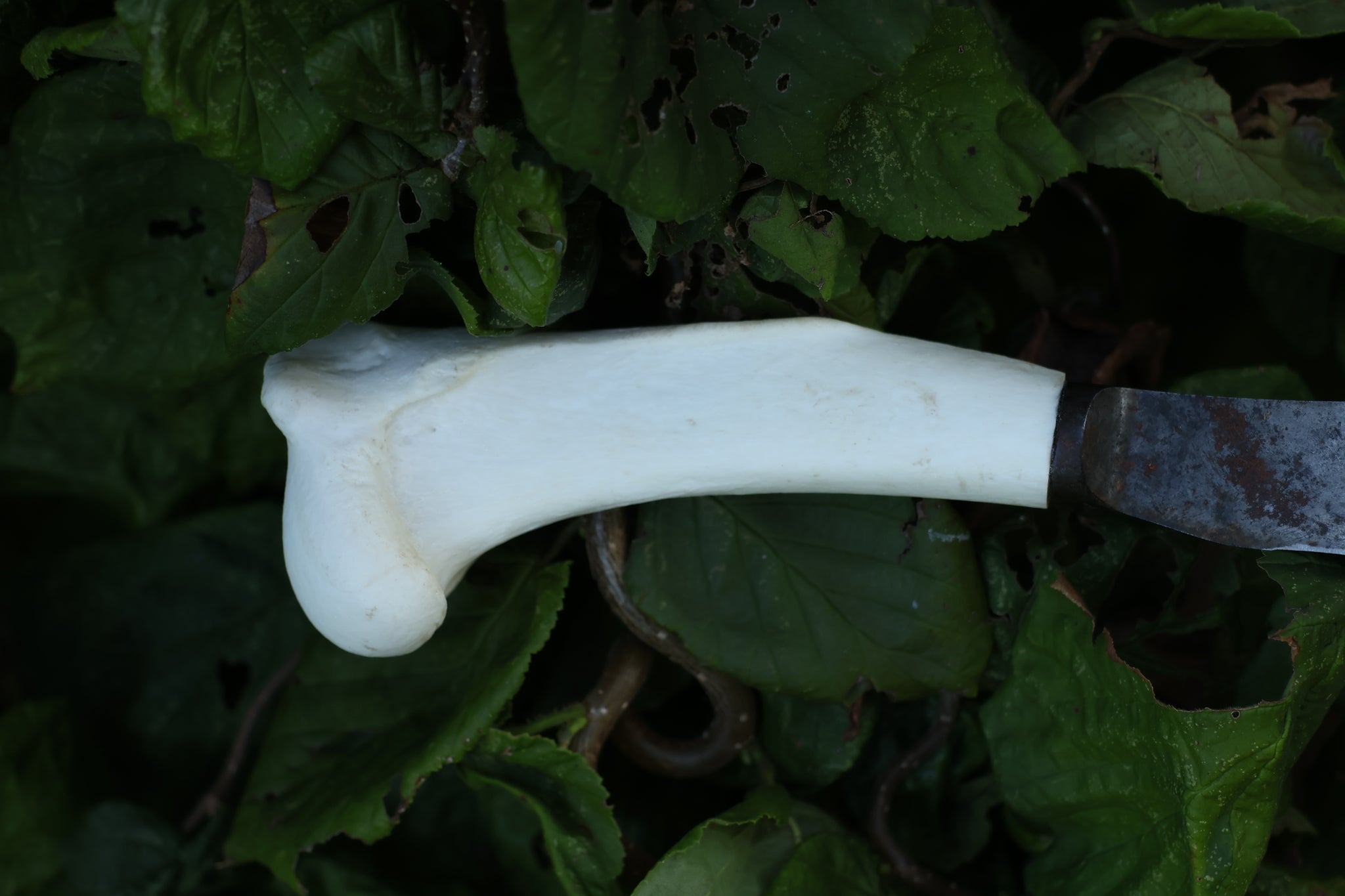 Wolf Bone Knife