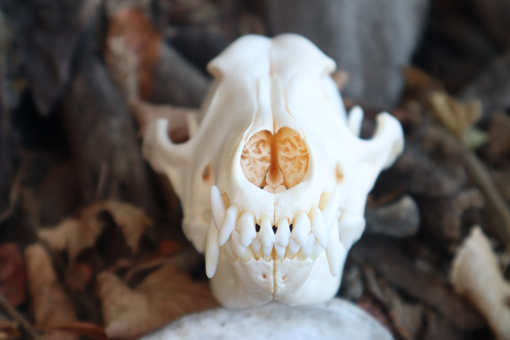 Reserved for Danielle - Coyote Skull