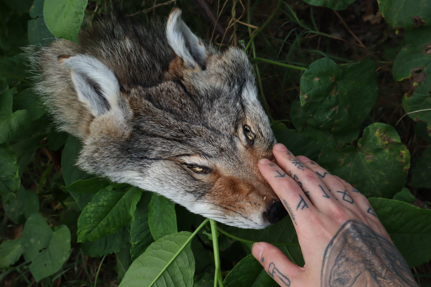 Soft Tanned Craft Coyote Face