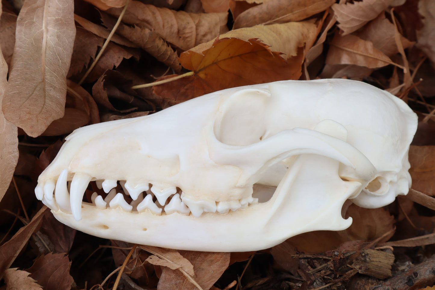 Reserved for Mary - Pathological Red Fox Skull