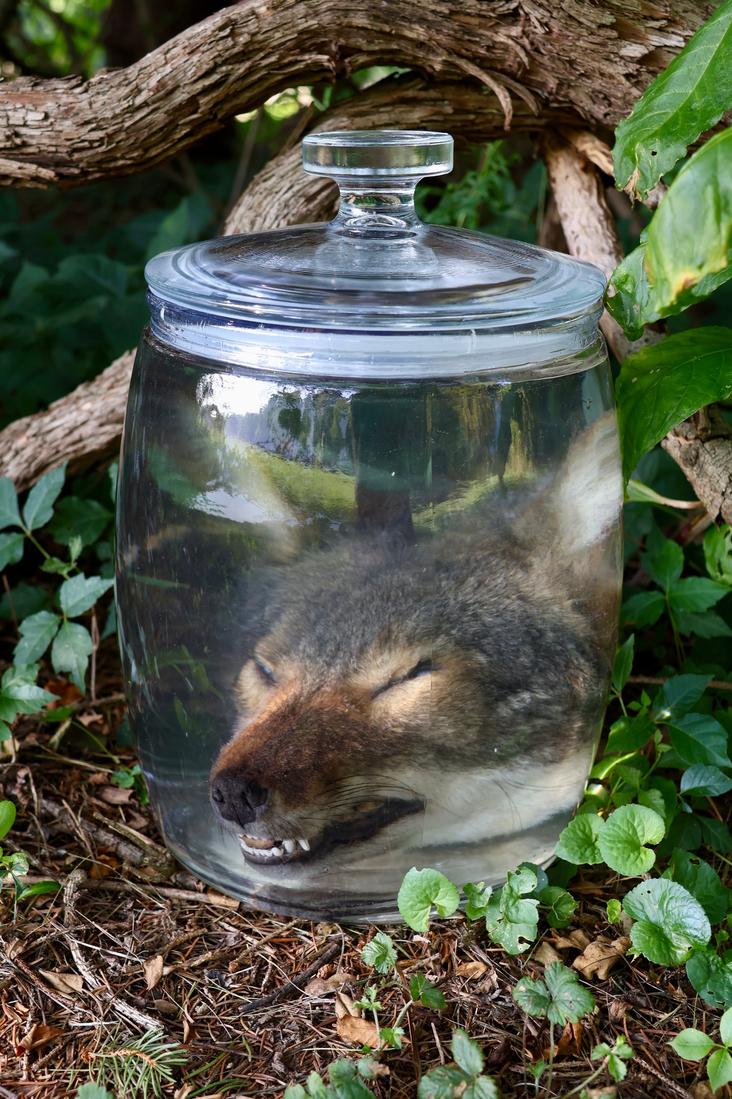Coyote Head Wet Specimen