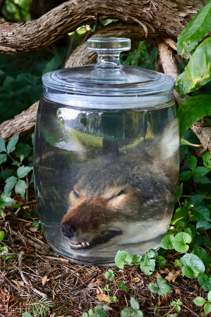 Coyote Head Wet Specimen