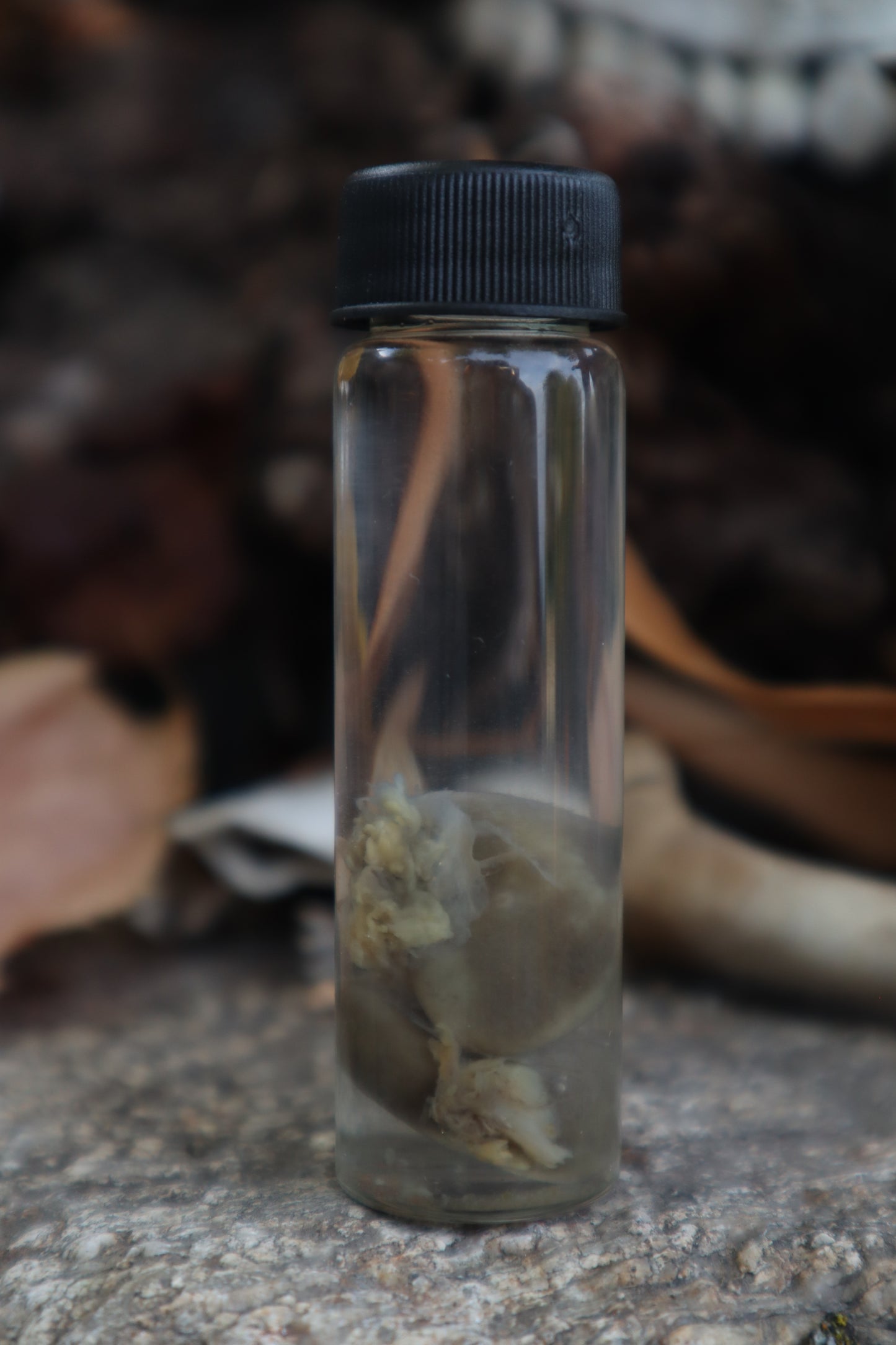 Kitten Kidneys Wet Specimen