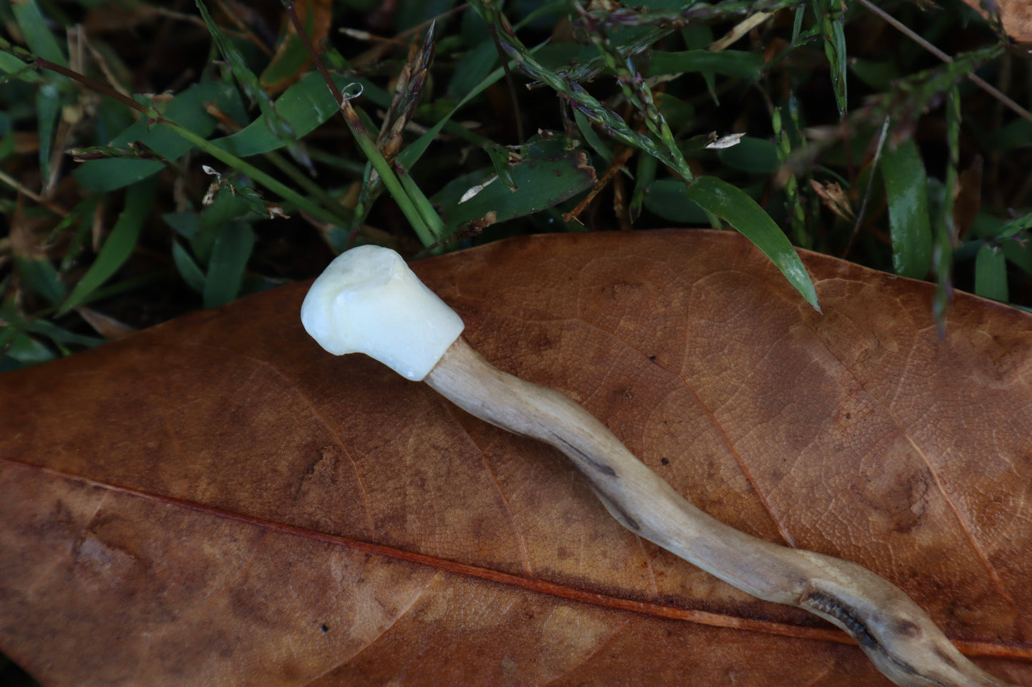 Black Walnut and Kitten Femur Offering Spoon