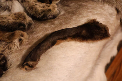 Dry Preserved Red Fox Arm