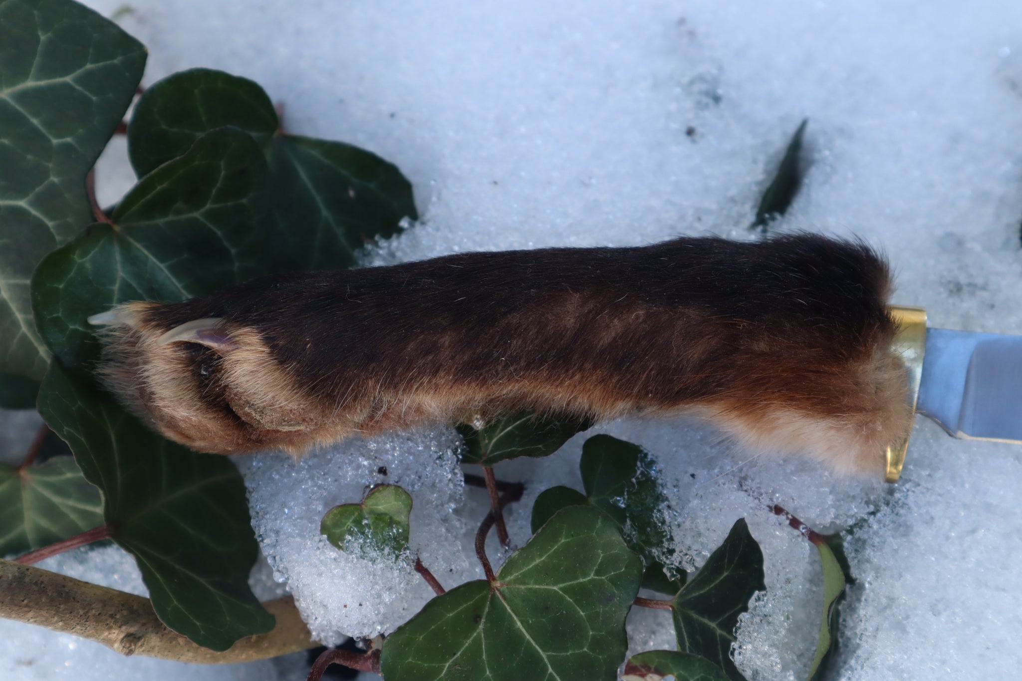 Red Fox Paw Knife