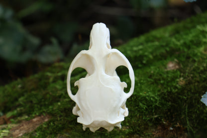 Muskrat Skull