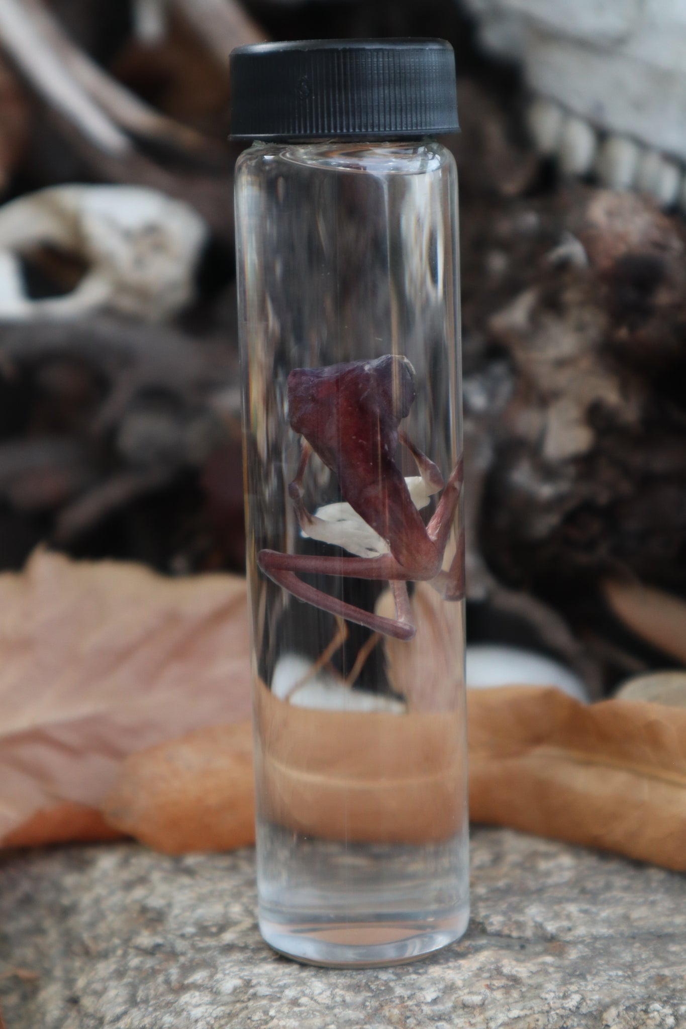 Tree Frog Wet Specimen