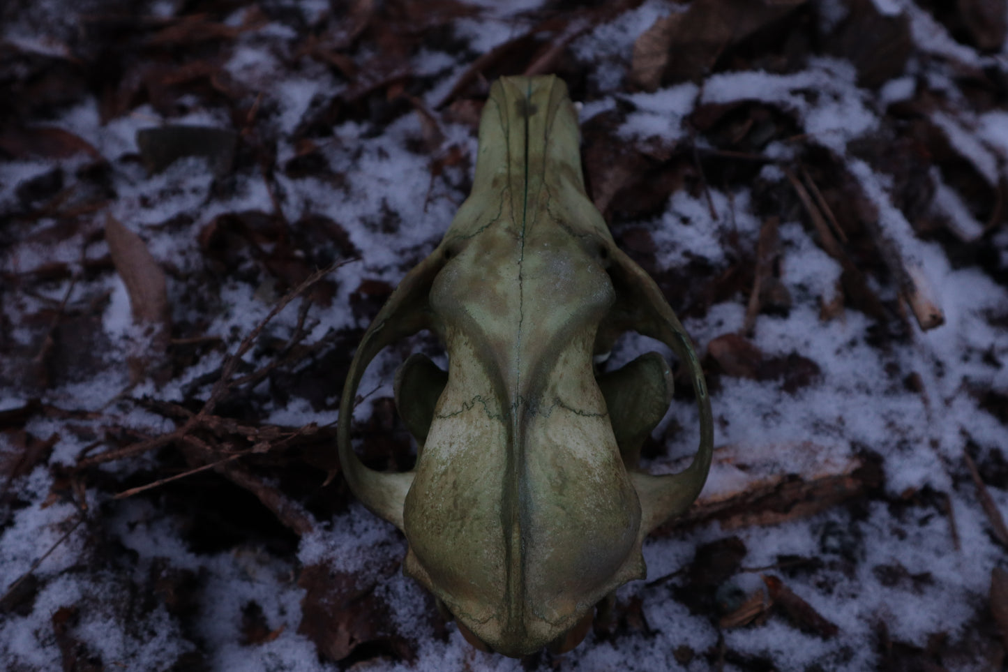 Reserved for Brandon - Ancient Grove Coyote Skull