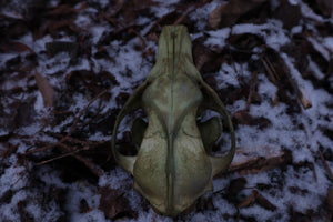 Reserved for Brandon - Ancient Grove Coyote Skull