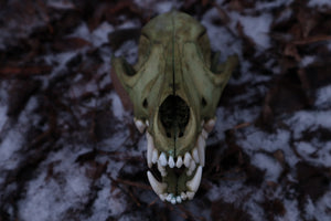 Reserved for Brandon - Ancient Grove Coyote Skull