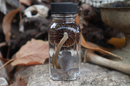 Gray Tree Frog and Fairy Ring Mushroom Wet Specimen