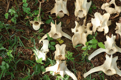 27 Whitetail Deer Vertebrae Lot
