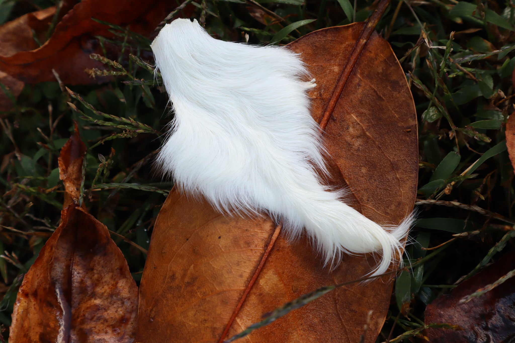 Baby Goat Tail