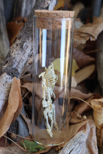 Fetal Beaver Skeleton