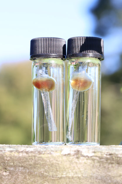 Diaphonized Mouse Heart