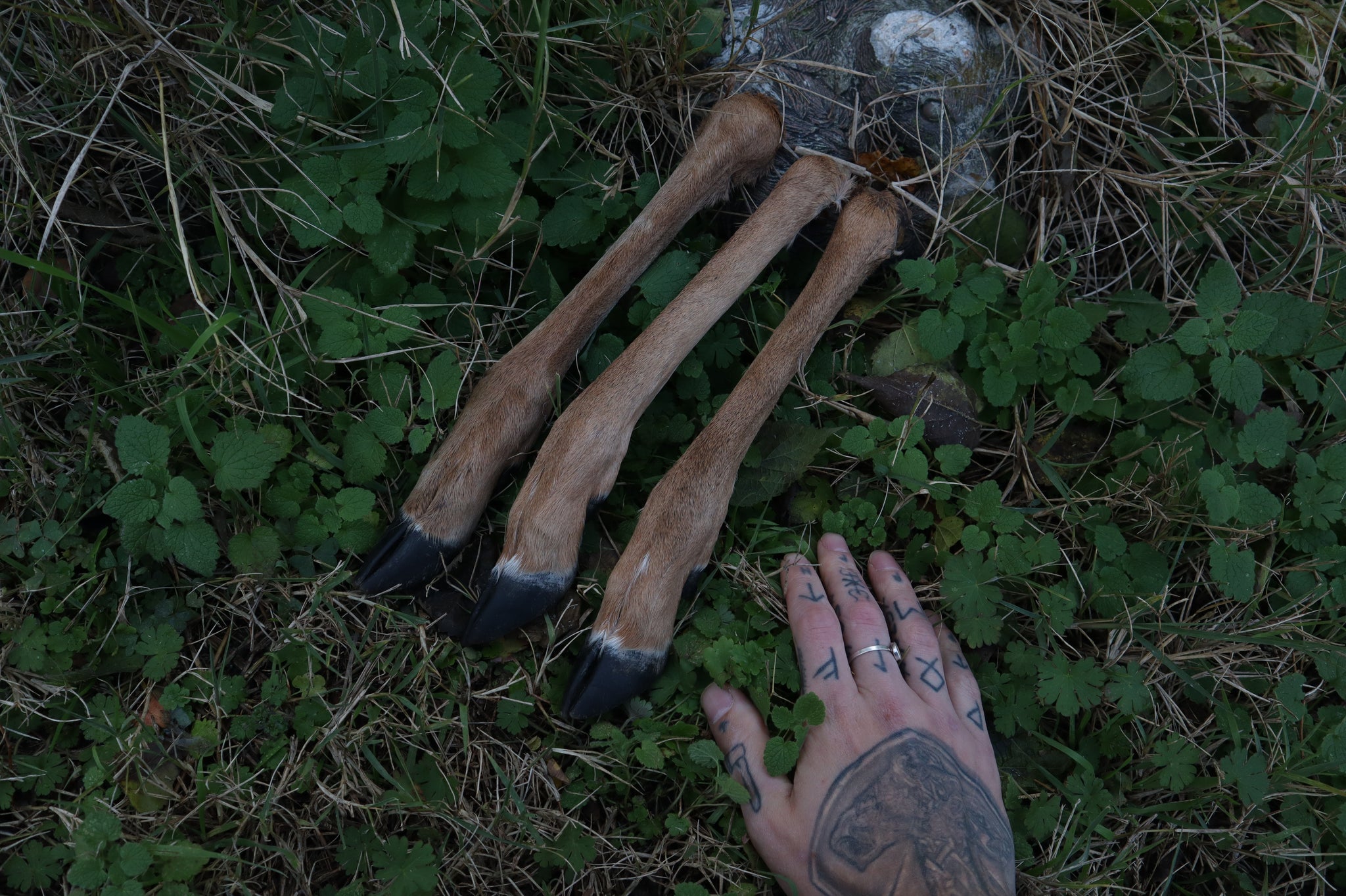 Whitetail Deer Leg