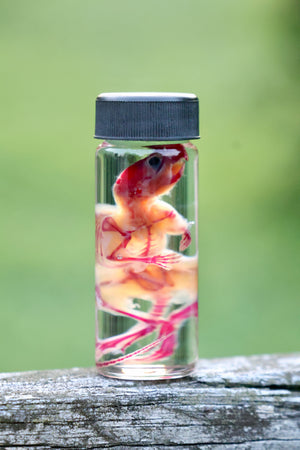 Diaphonized Juvenile Mouse