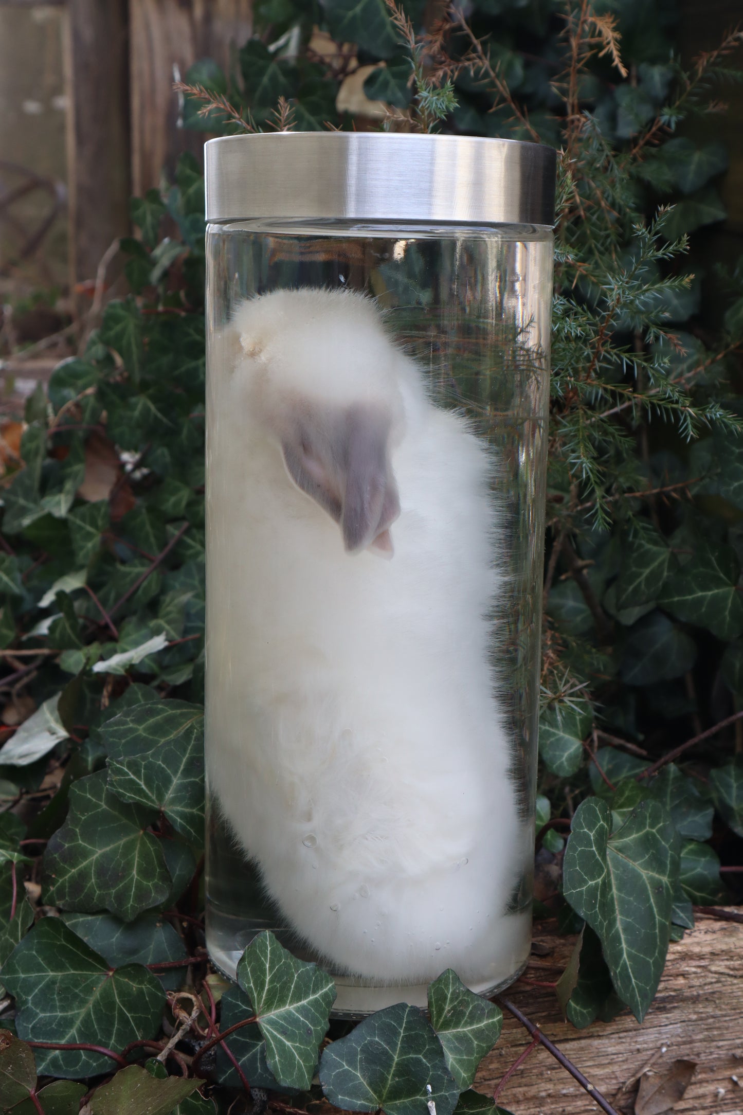 White Rabbit Wet Specimen