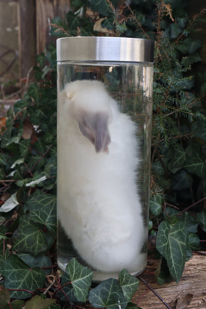 White Rabbit Wet Specimen