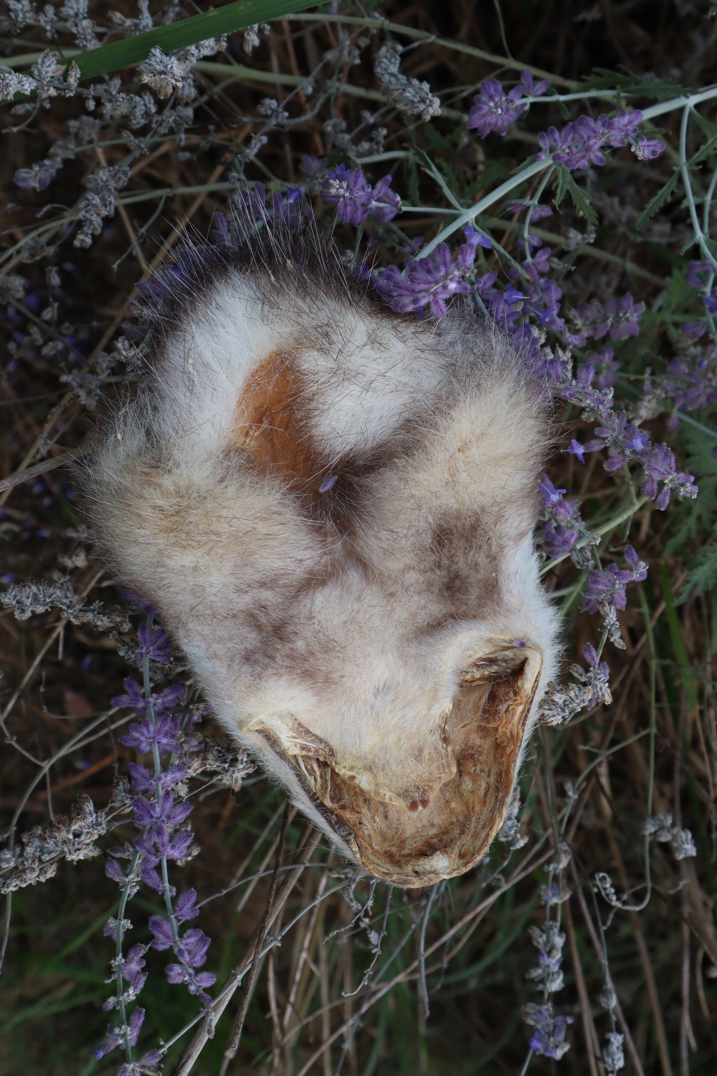 Craft Soft Tanned Opossum Face