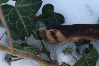Red Fox Paw Knife
