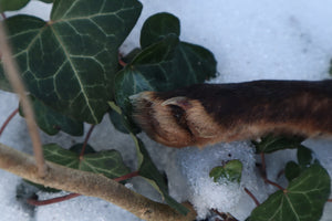 Red Fox Paw Knife