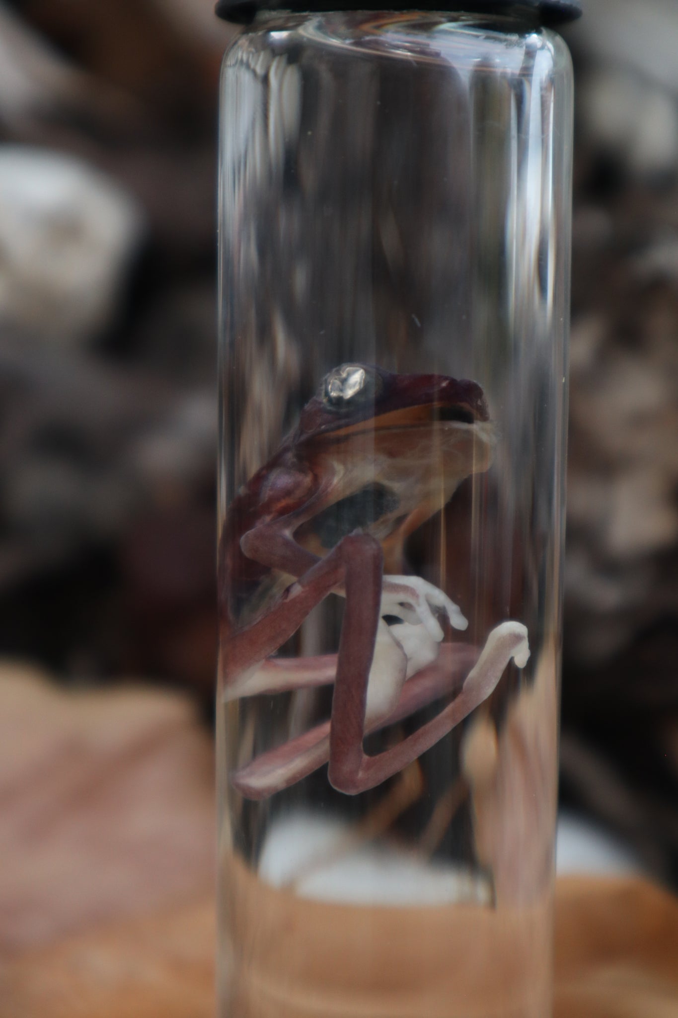 Tree Frog Wet Specimen