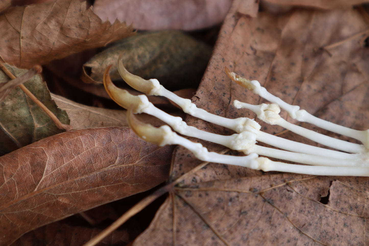 Pathological Pine Marten Paw Articulation
