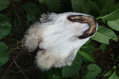 Soft Tanned Craft Coyote Face