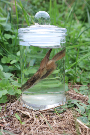 Baby Cottontail Rabbit Face Wet Specimen