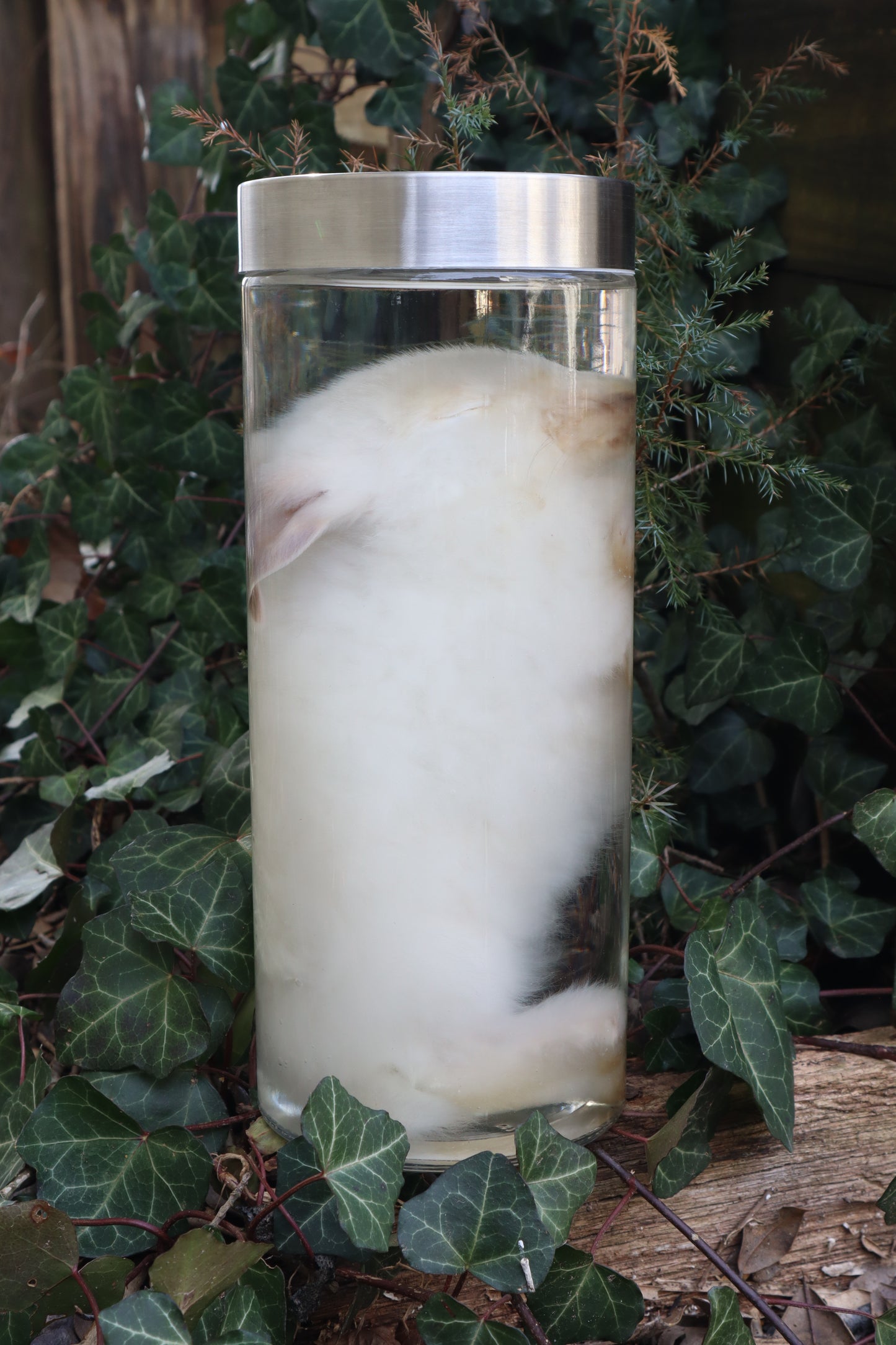 White Rabbit Wet Specimen