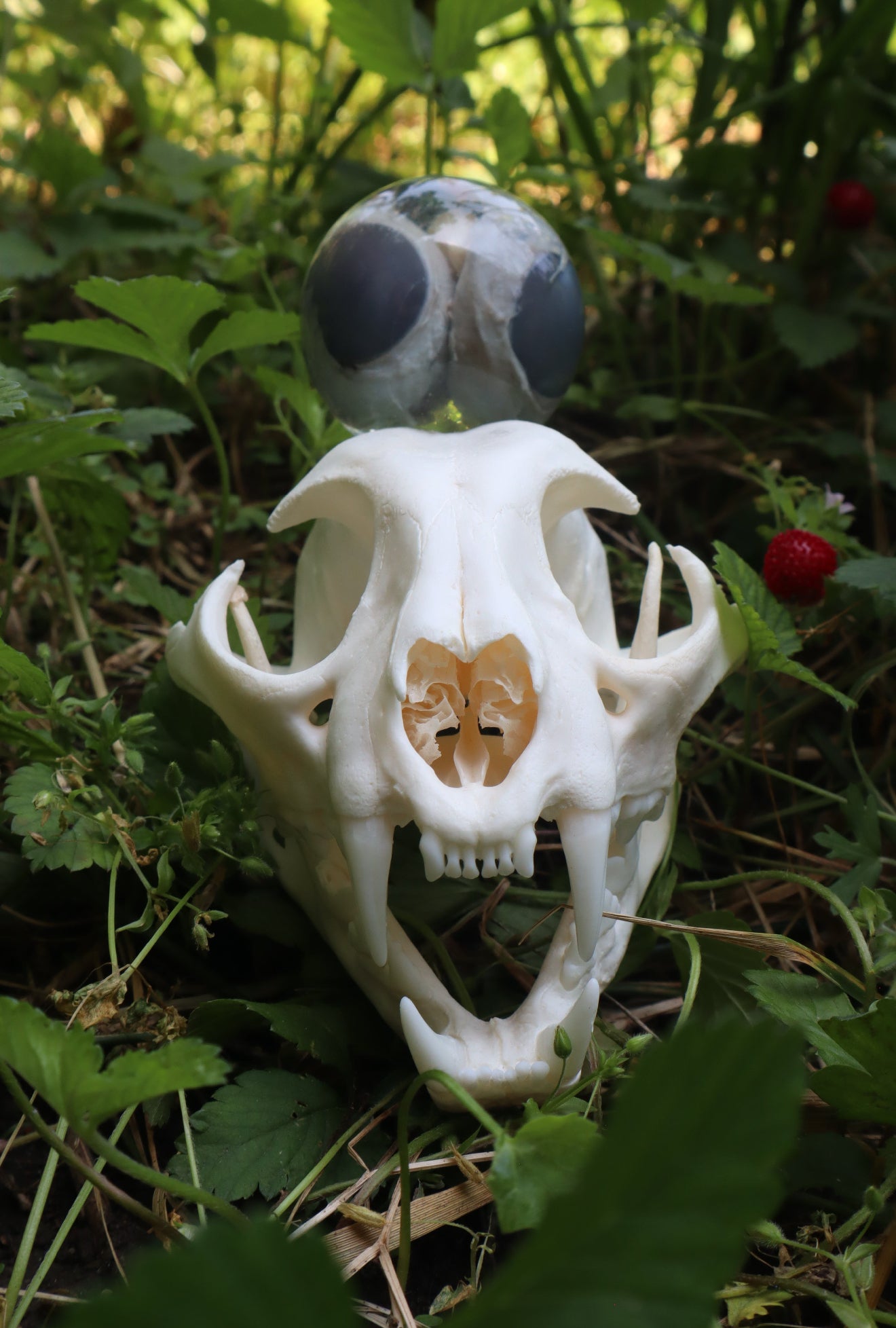 Reserved for Mildred - Bobcat Paw Knife, Geriatric Bobcat Skull, and Skull with Eyeballs 2/3
