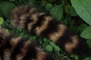 Raccoon Tail