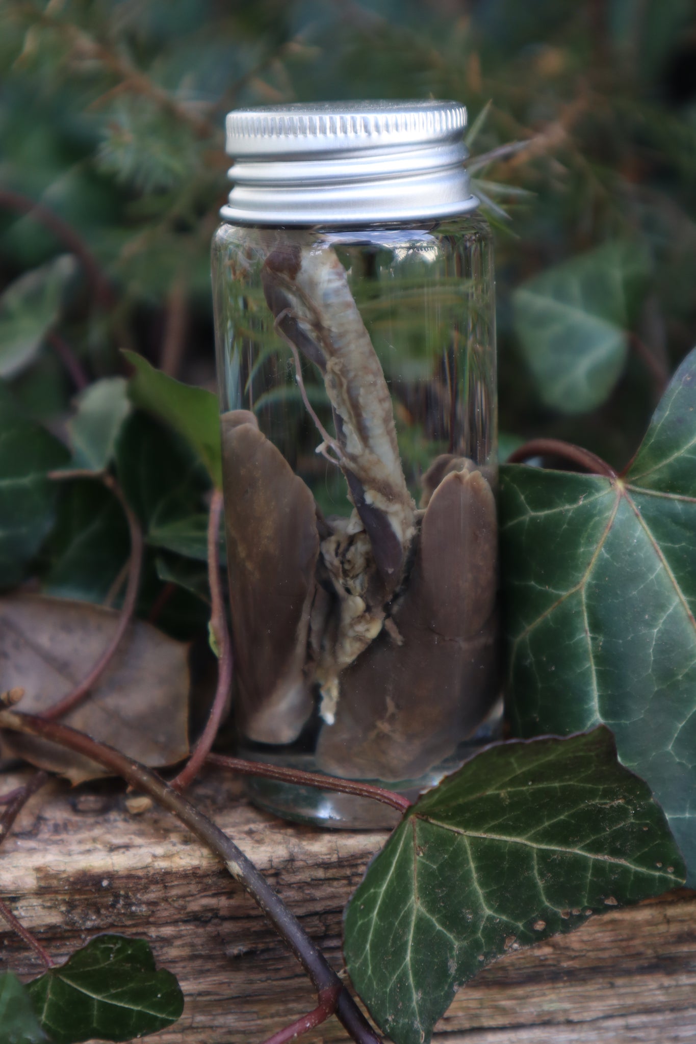 Wet Specimen Rabbit Lungs