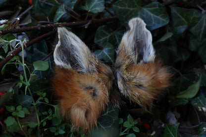 Reserved for Amber - Dry Preserved Red Fox Ears