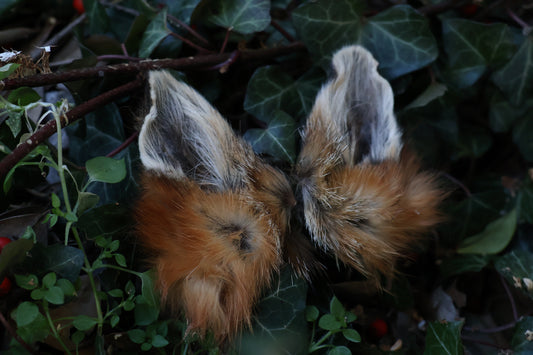 Reserved for Amber - Dry Preserved Red Fox Ears