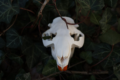 Reserved for Jessie - Beaver Skull