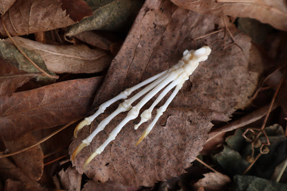 Pathological Pine Marten Paw Articulation