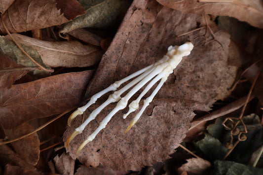 Pathological Pine Marten Paw Articulation